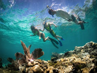 Florida Keys marine eco-adventure